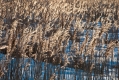 010_Biebrza - marzec 2013